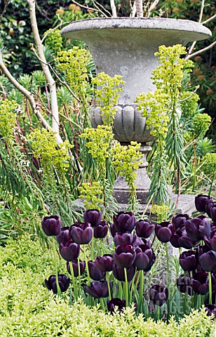 TULIPA_QUEEN_OF_THE_NIGHT___EUPHORBIA