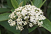 VIBURNUM RHYTIDOPHYLLUM