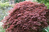 ACER PALMATUM DISSECTUM ATROPURPUREUM