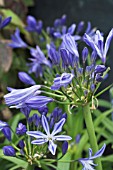 AGAPANTHUS AFRICANUS CHARLOTTE