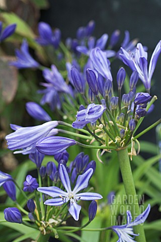 _AGAPANTHUS_AFRICANUS_CHARLOTTE