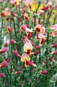 CYTISUS SCOPARIUS F. ANDREANUS SPLENDENS