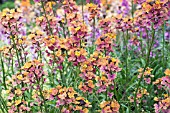 ERYSIMUM PATCHWORK PASTEL