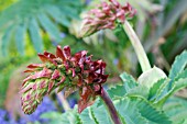 MELIANTHUS MAJOR