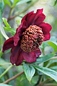 PAEONIA DELAVAYI