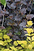 PHYSOCARPUS OPULIFOLIUS DIABOLO & P O DARTS GOLD IN THE FORGROUND