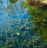 ELODEA CANADENSIS, (CANADIAN PONDWEED)