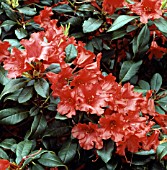 RHODODENDRON BADEN BADEN