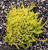 CALLUNA VULGARIS ARRAN GOLD