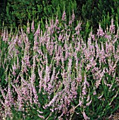 CALLUNA VULGARIS SPRING GLOW