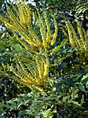 Mahonia Flowers Stock Photos Mahonia Flowers Stock Images Alamy
