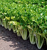 SELF BLANCHING CELERY IN CULTIVATION, (APIUM GRAVEOLENS)