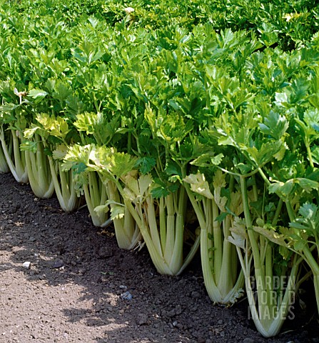 SELF_BLANCHING_CELERY_IN_CULTIVATION_APIUM_GRAVEOLENS