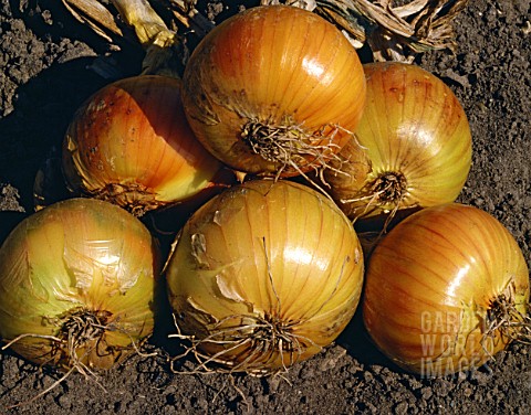 ALLIUM_CEPA_AILSA_CRAIG_ONION_AILSA_CRAIG