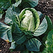 BRASSICA OLERACEA APRIL, (CABBAGE APRIL)