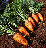 DAUCUS CAROTA SUBSP. SATIVUS CHANTENAY, (CARROT CHANTENAY)