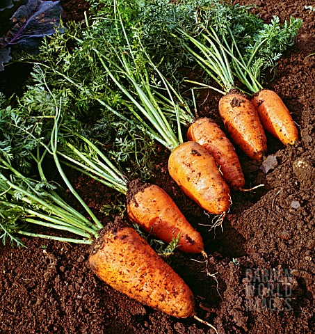 DAUCUS_CAROTA_SUBSP_SATIVUS_CHANTENAY_CARROT_CHANTENAY