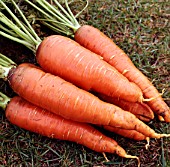 DAUCUS CAROTA SUBSP. SATIVUS AUTUMN KING, (CARROT AUTUMN KING)