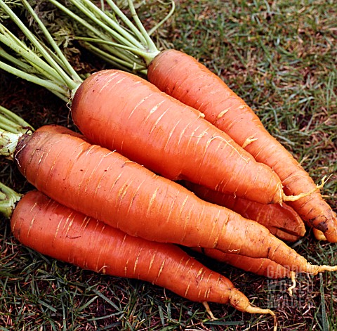 DAUCUS_CAROTA_SUBSP_SATIVUS_AUTUMN_KING_CARROT_AUTUMN_KING