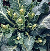 BROCCOLI - WHITE SPROUTING, (BRASSICA OLERACEA ITALICA GROUP)