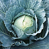 CABBAGE CELTIC