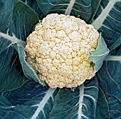 BRASSICA OLERACEA BOTRYTIS GROUP  SNOWBALL, (CAULIFLOWER SNOWBALL)