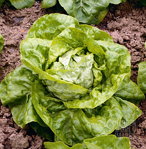 LACTUCA_SATIVA_ALL_THE_YEAR_ROUND_LETTUCE_ALL_THE_YEAR_ROUND
