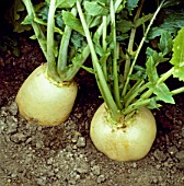 BRASSICA RAPA SNOWBALL, (TURNIP SNOWBALL)