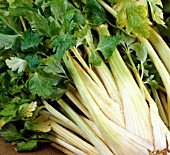 APIUM GRAVEOLENS GOLDEN SELF BLANCHING, (CELERY GOLDEN SELF BLANCHING)