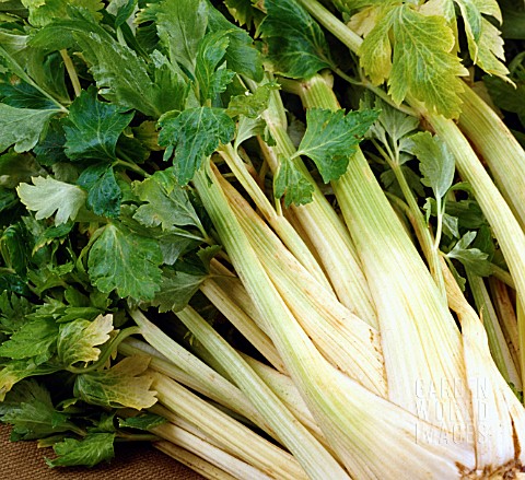 APIUM_GRAVEOLENS_GOLDEN_SELF_BLANCHING_CELERY_GOLDEN_SELF_BLANCHING