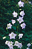 CAMPANULA PERSICIFOLIA CHETTLE CHARM, (SYN. CAMPANULA PERSICIFOLIA GEORGE CHISWELL)