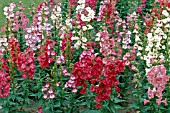 PENSTEMON SKYLINE, MIX