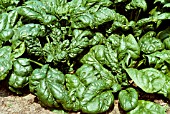 SPINACEA OLERACEA VIKING, (SPINACH VIKING)