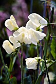 LATHYRUS ODORATUS DOROTHY ECKFORD, (SWEET PEA DOROTHY ECKFORD)