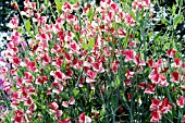 LATHYRUS ODORATUS AMERICA, (SWEET PEA AMERICA)