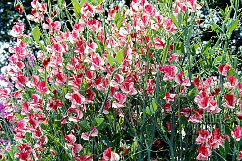 LATHYRUS_ODORATUS_AMERICA_SWEET_PEA_AMERICA