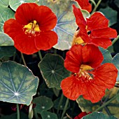 TROPAEOLUM MAJUS FIERY FESTIVAL, (NASTURTIUM FIERY FESTIVAL)