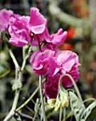 LATHYRUS ODORATUS ECLIPSE, (SWEET PEA ECLIPSE)