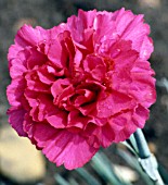 DIANTHUS DEVON WIZARD