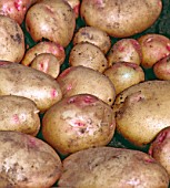 SOLANUM TUBEROSUM CARA, (POTATO CARA)