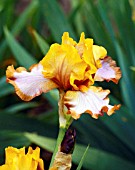 IRIS BROWN LASSO, (BORDER BEARDED)