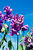 LATHYRUS ODORATUS NOEL SUTTON, (SWEET PEA NOEL SUTTON)