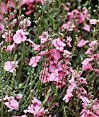 DIASCIA INTEGERRIMA (AGM), (SYN. DIASCIA INTEGRIFOLIA)