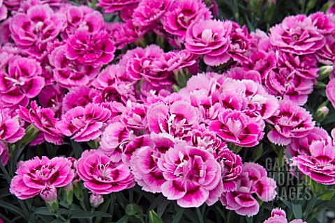 DIANTHUS_SUPER_TROUPER_FUCHSIA