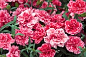 DIANTHUS SUPER TROUPER ROMY