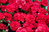 DIANTHUS SUPER TROUPER SENTA