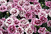 DIANTHUS SUPER TROUPER SISSY