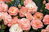 DIANTHUS SUPER TROUPER SORBET