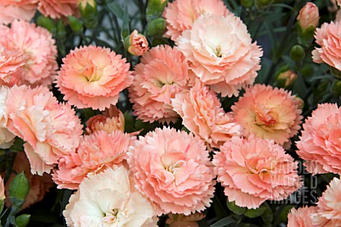 DIANTHUS_SUPER_TROUPER_SORBET