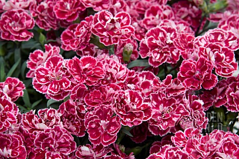 DIANTHUS_SUPER_TROUPER_DIWALI